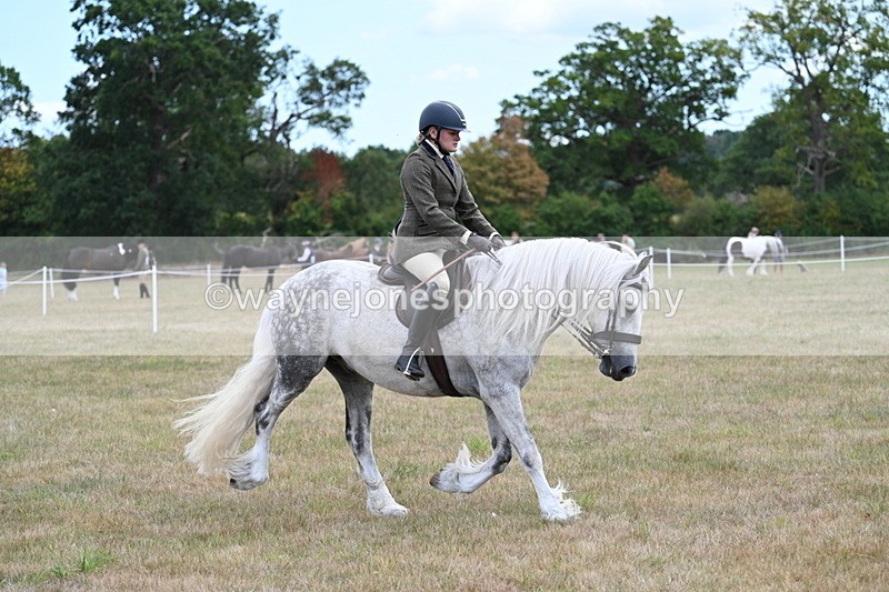 WJ7_5291 - Class 12 Ridden Cob