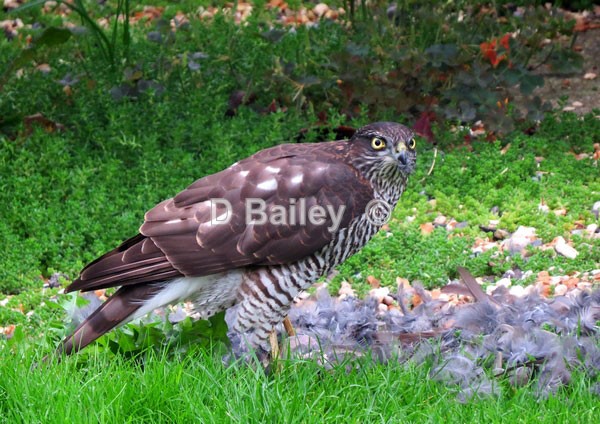 Falcon - Mixture A4