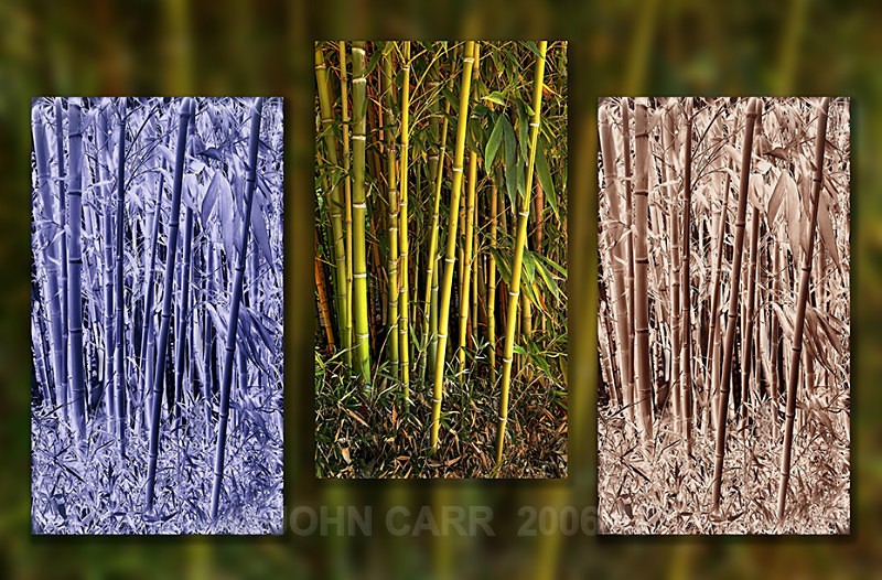 Bamboo-1-Triptych-HDR - MONTAGES