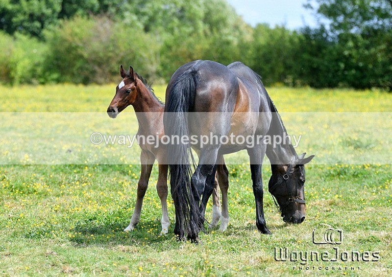 WJ5_4335 - Lyford Stud - Foals 01-06-25