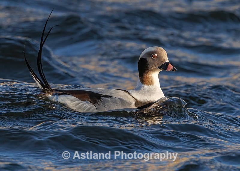 Long-tailed Duck - Latest Images
