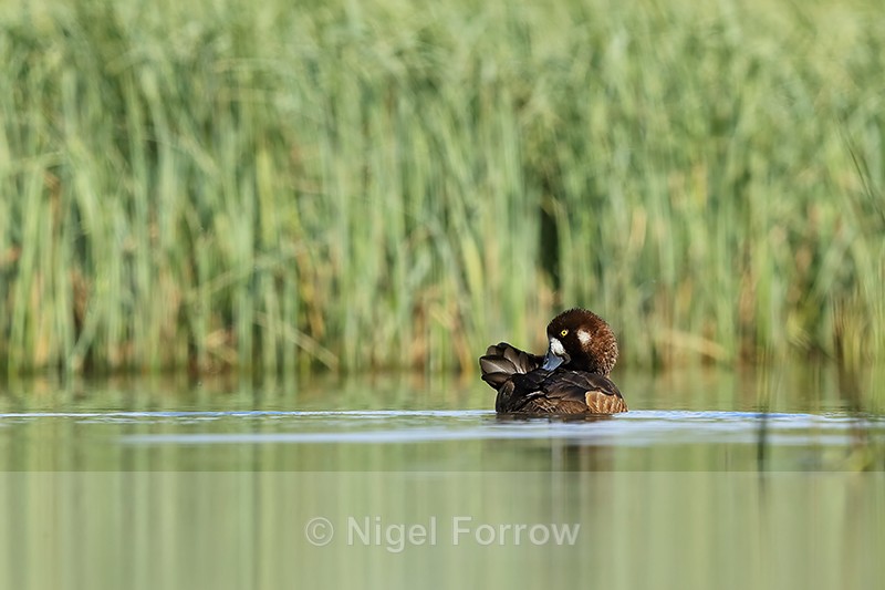 Scaup (female) preening, Iceland - Scaup