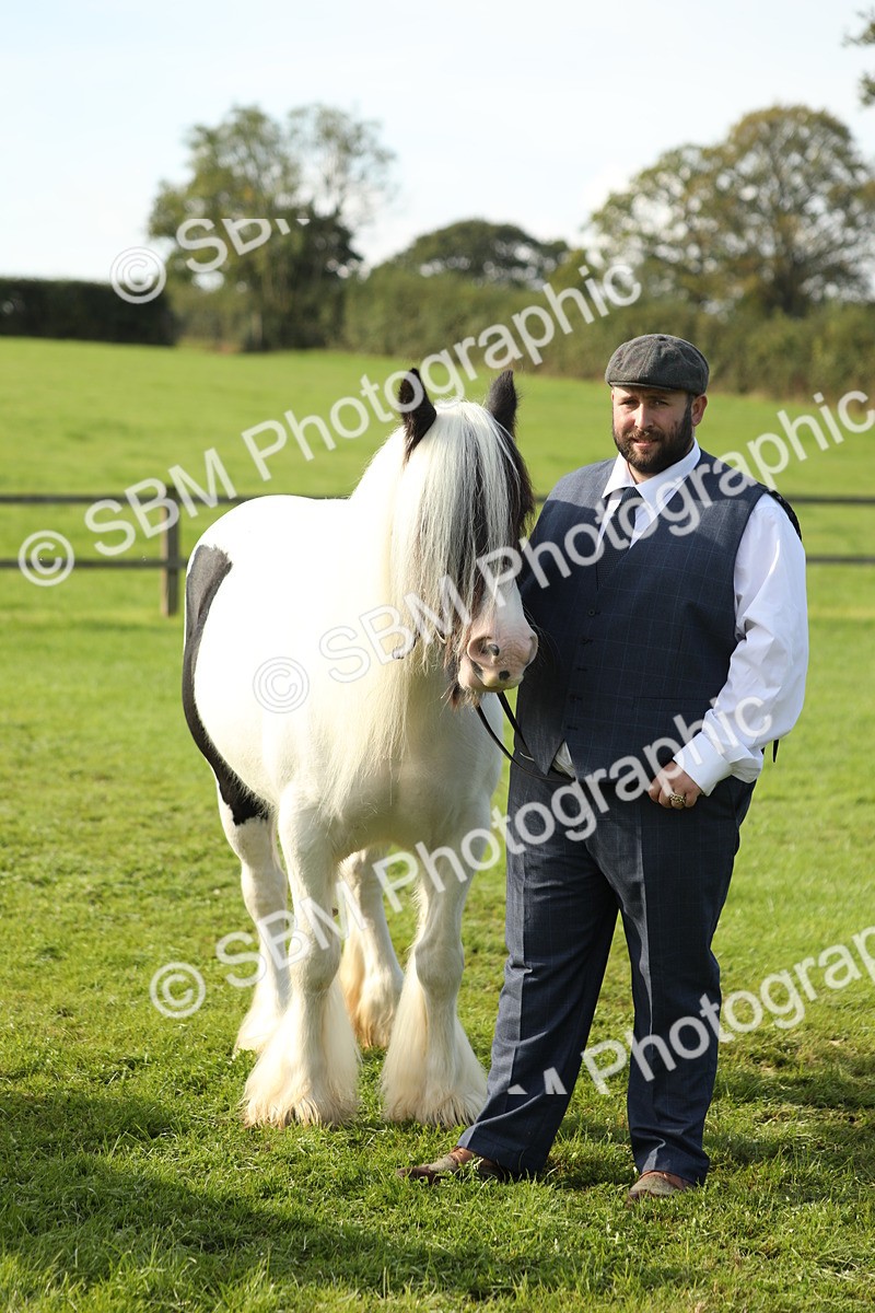 SBM_60983 - S43 - Coloured Pony In Hand