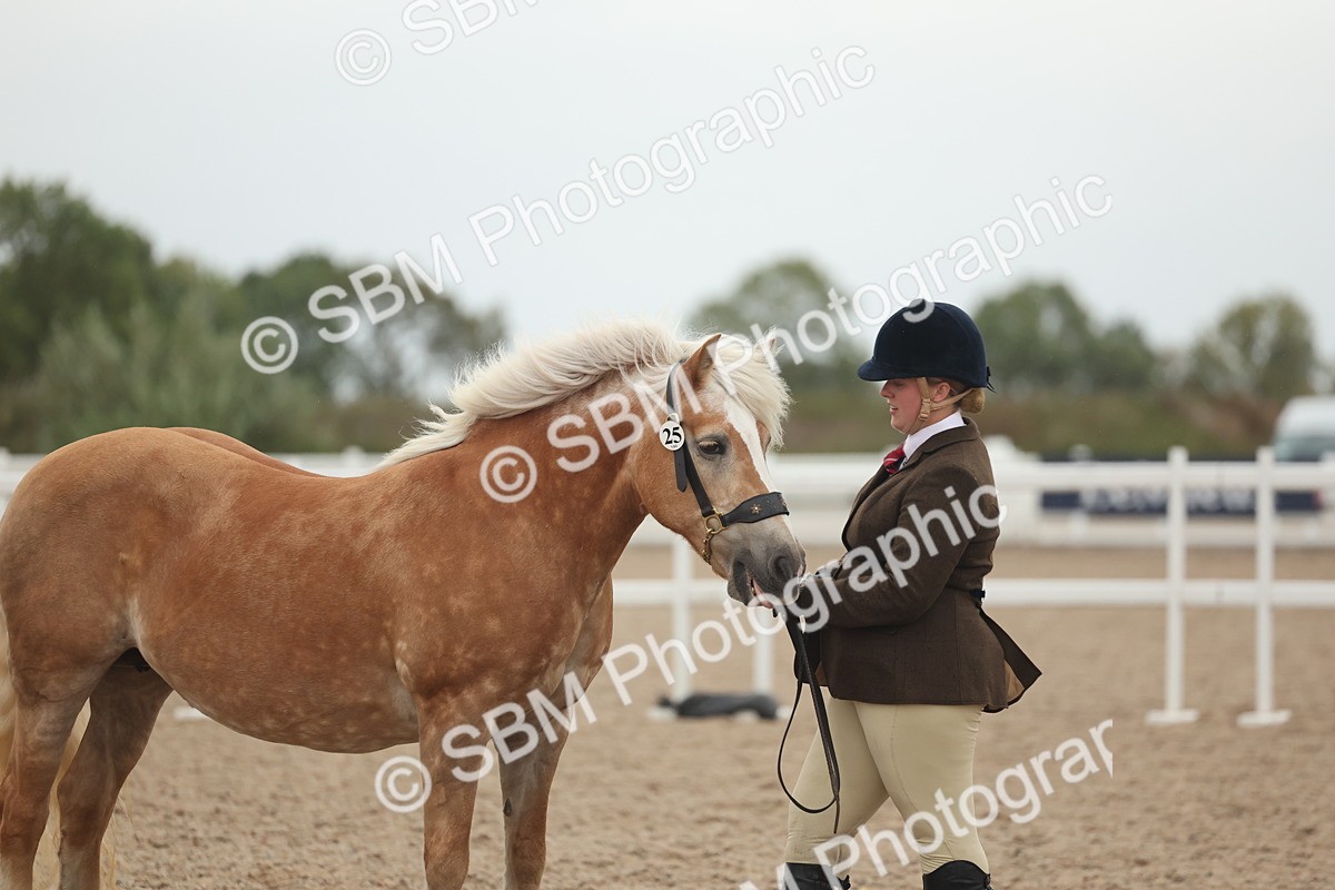 SBM_19383 - Class 317 - IH Pure Bred Horse-Pony