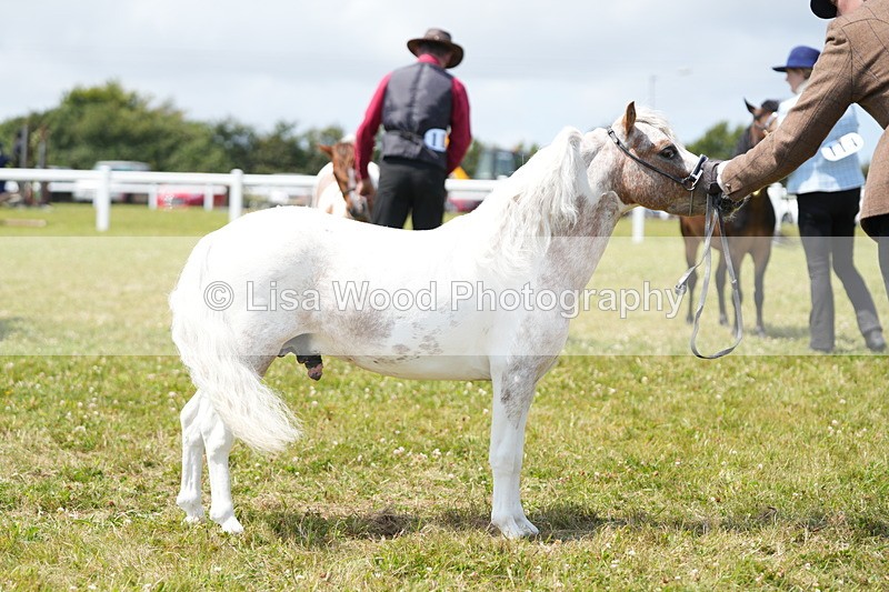 DSC06610 - Class 57: Miniature Horse 4yrs & over