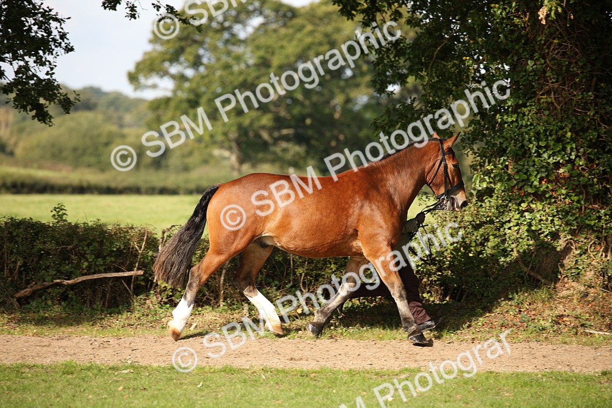 SBM_61181 - S54 - Show Cob In Hand