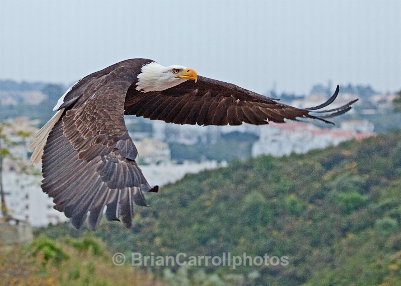 American Bald Eagle - Wildlife
