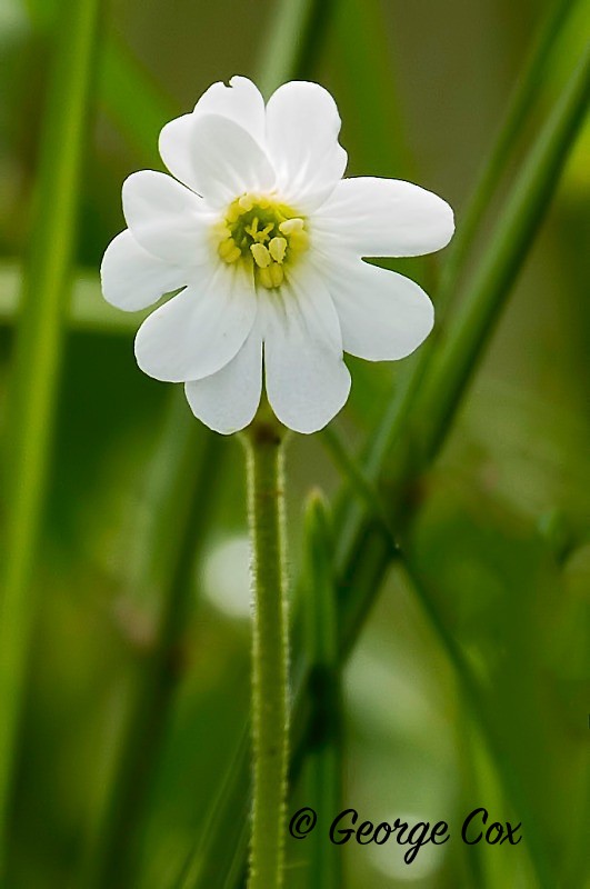 Flower 003 - Vercors Flowers
