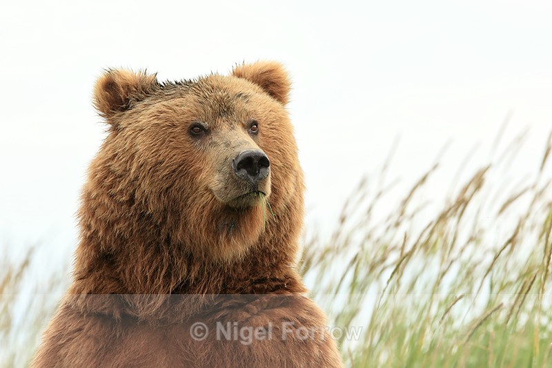 Feeding Brown Bear looks up, Silver Salmon Creek, Alaska - Brown Bear