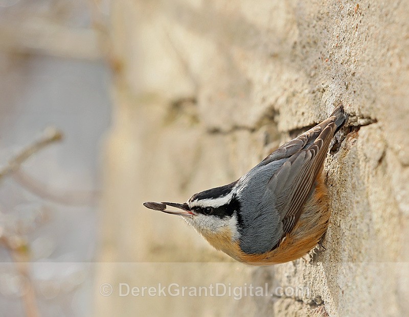Red-breasted Nuthatch - Birds of Atlantic Canada