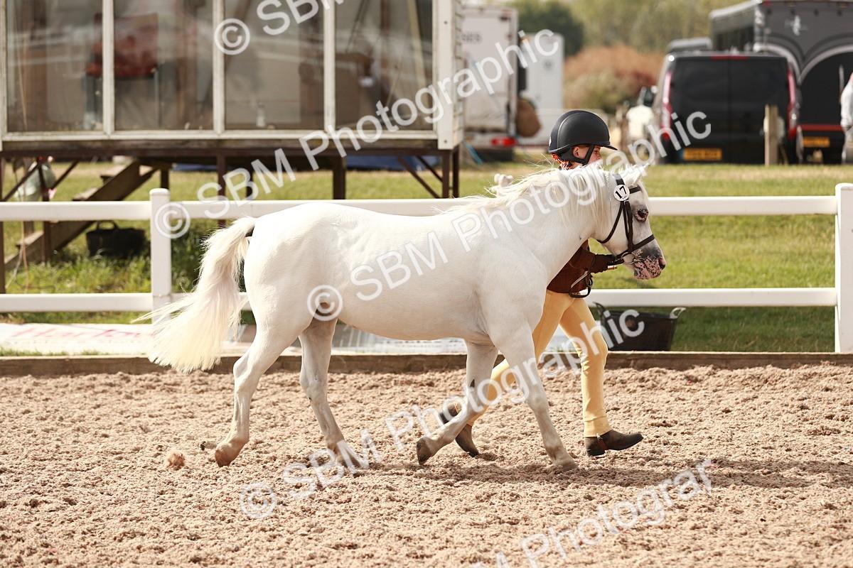 SBM_11817 - Class 206 IH Non Show Type Pony