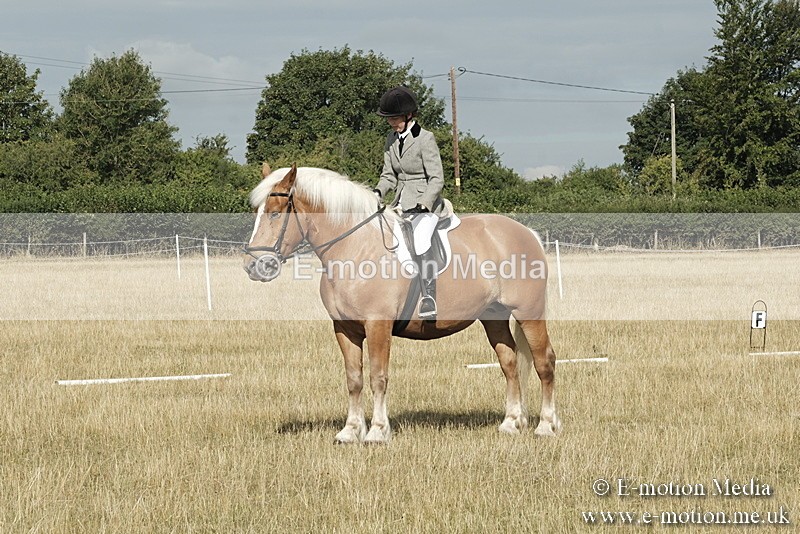 _PJP5577 - Dressage Classes BVRC Show 2018