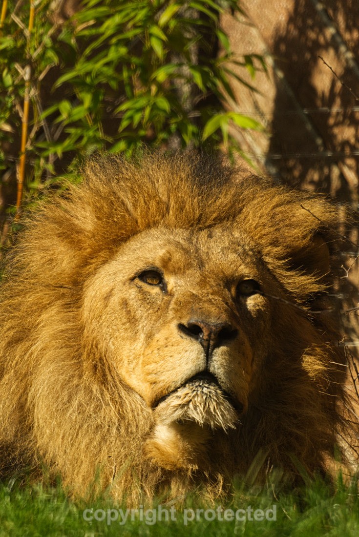 African Lion - Bailey - Big Cats