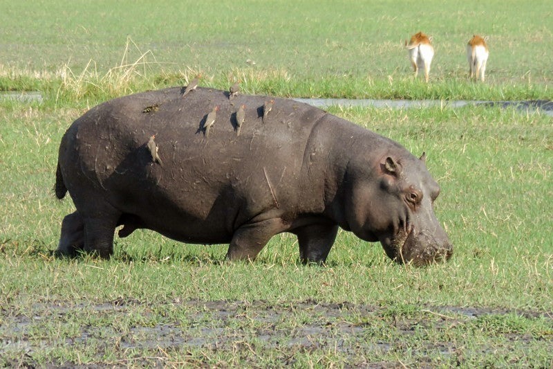 Hippo Taxi - Botswana Wildlife