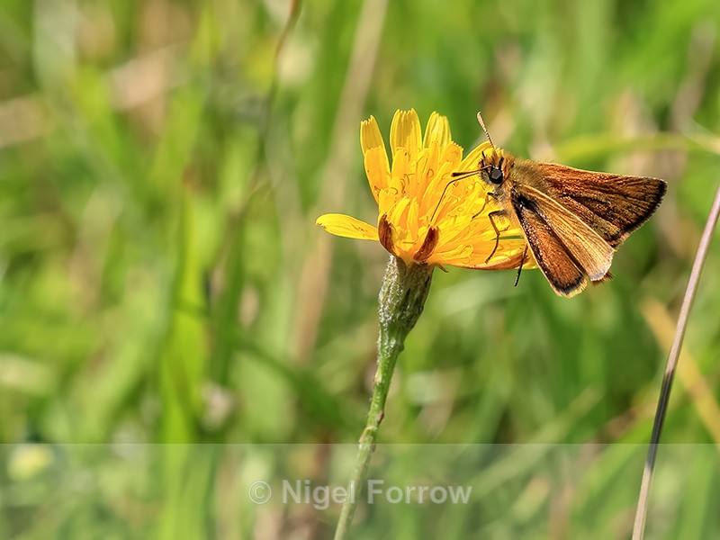 Lulworth Skipper (male), Dorset coast, Isle of Purbeck - INSECTS