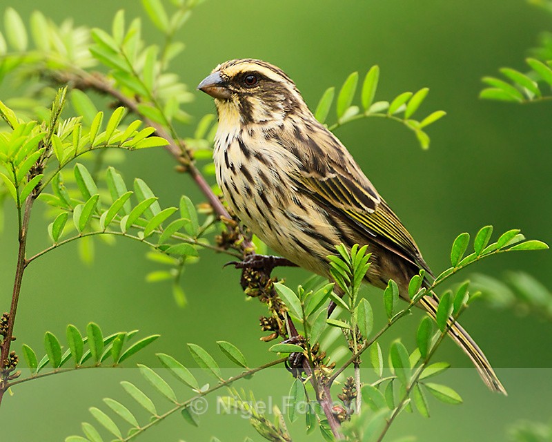Streaky Seedeater perched on a branch in a bush - Streaky Seedeater