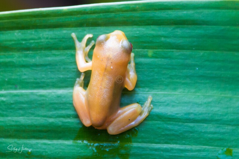 15 Tiny Golden Frog on leaf 2 - Frogs