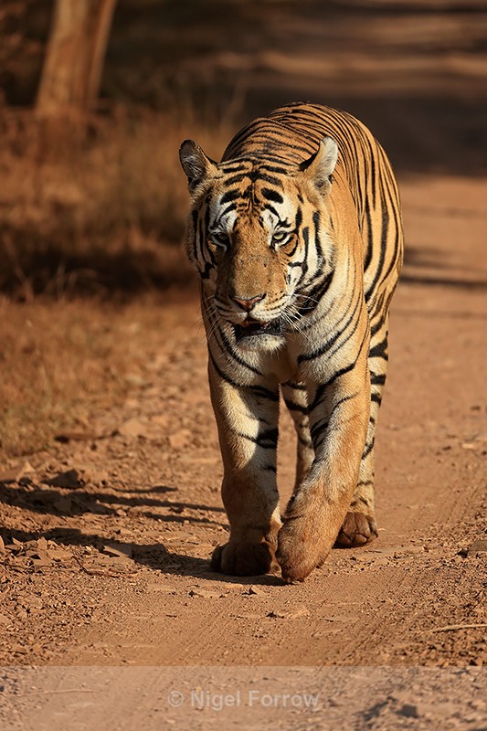 Male Tiger walking along trail, Panna, Madhya Pradesh, India - Tiger