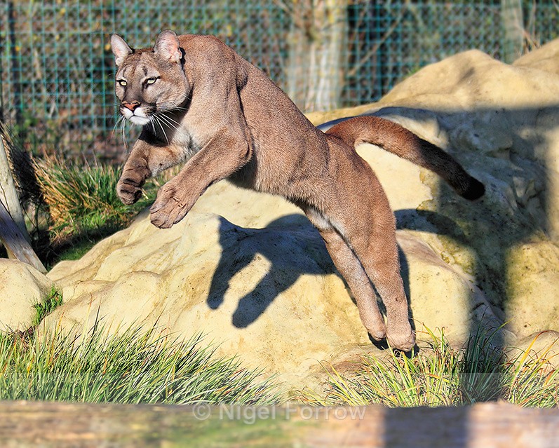 Puma leaping over a log at the Big Cat Sanctuary - Puma