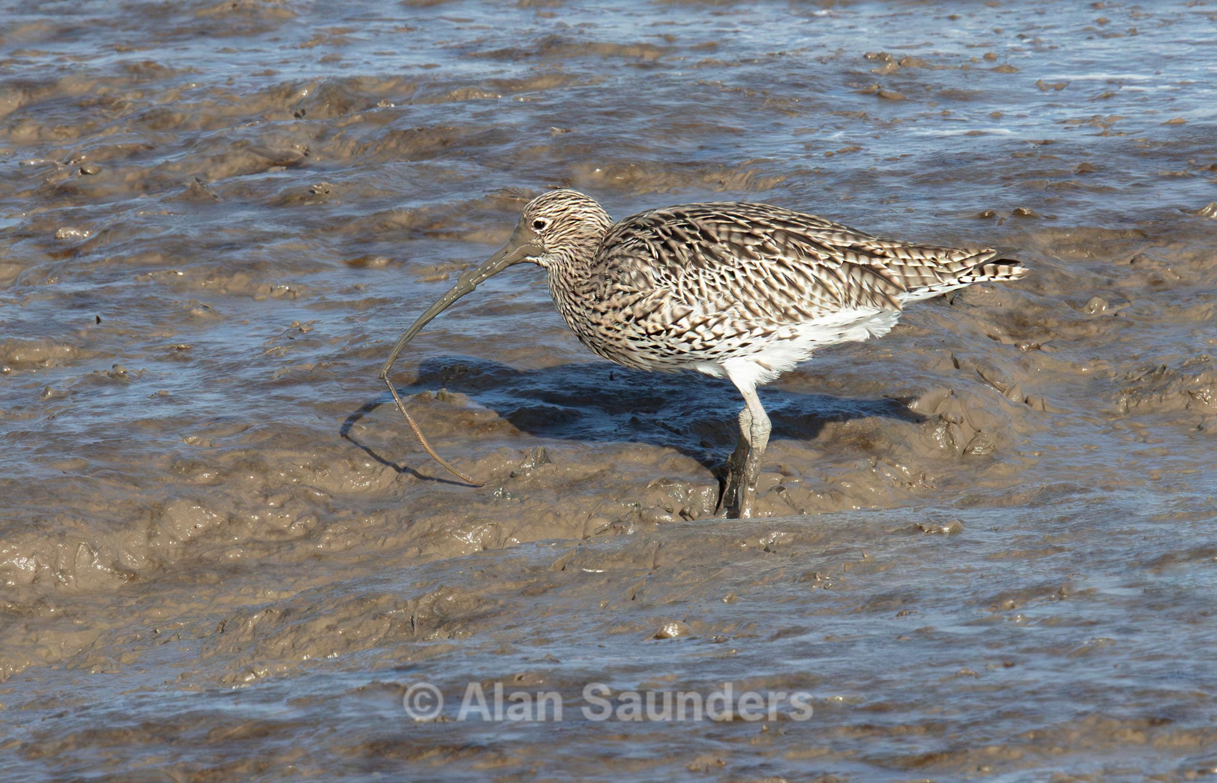Eurasian Curlew 24