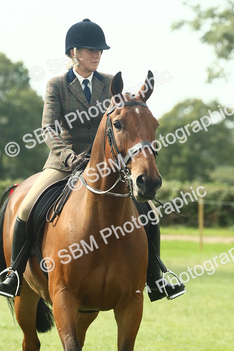 SBM_66720 - S34 - Rehabilitated Rescue Horse & Pony In Hand & Ridden