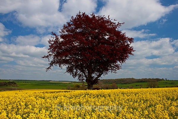 copper beech tree dorset