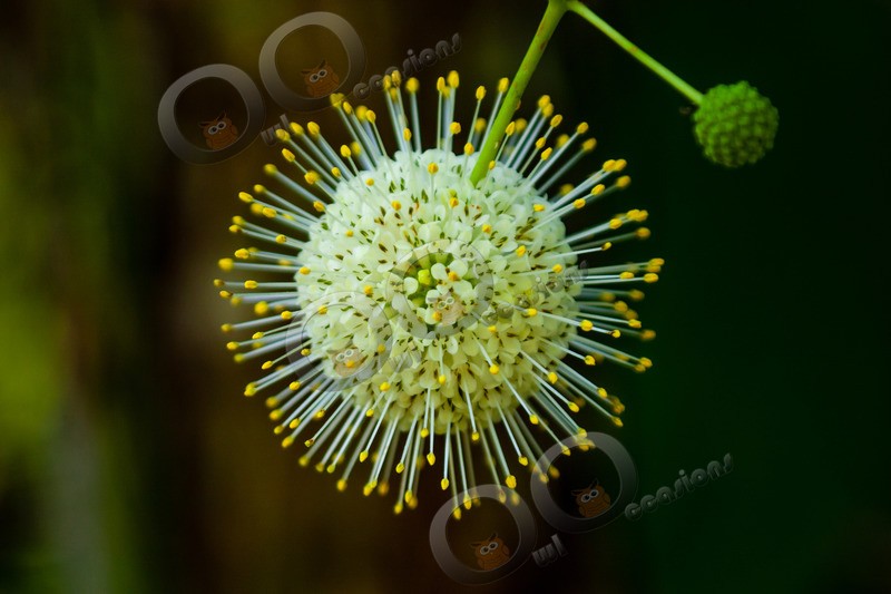 Buttonbush-0465 - Plants and trees
