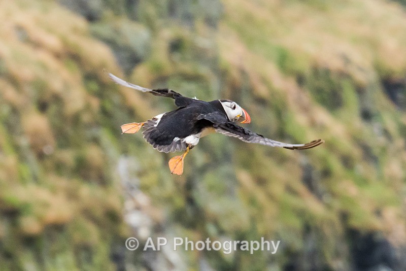 ACP_0416-4 - Puffins on Skomer Island