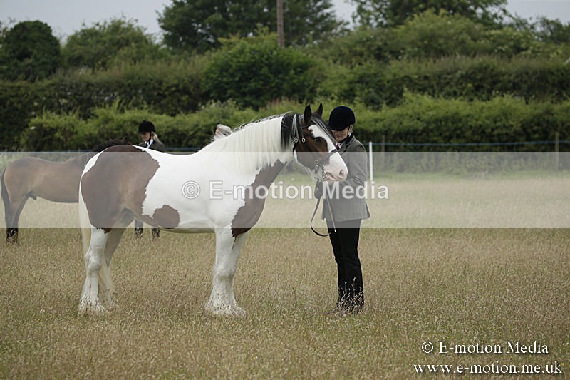 B230619-0067 - Bourne Valley Riding Club Summer Show 23/06/19
