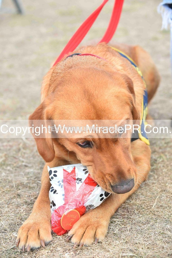 SH4_0153 - Dog show.