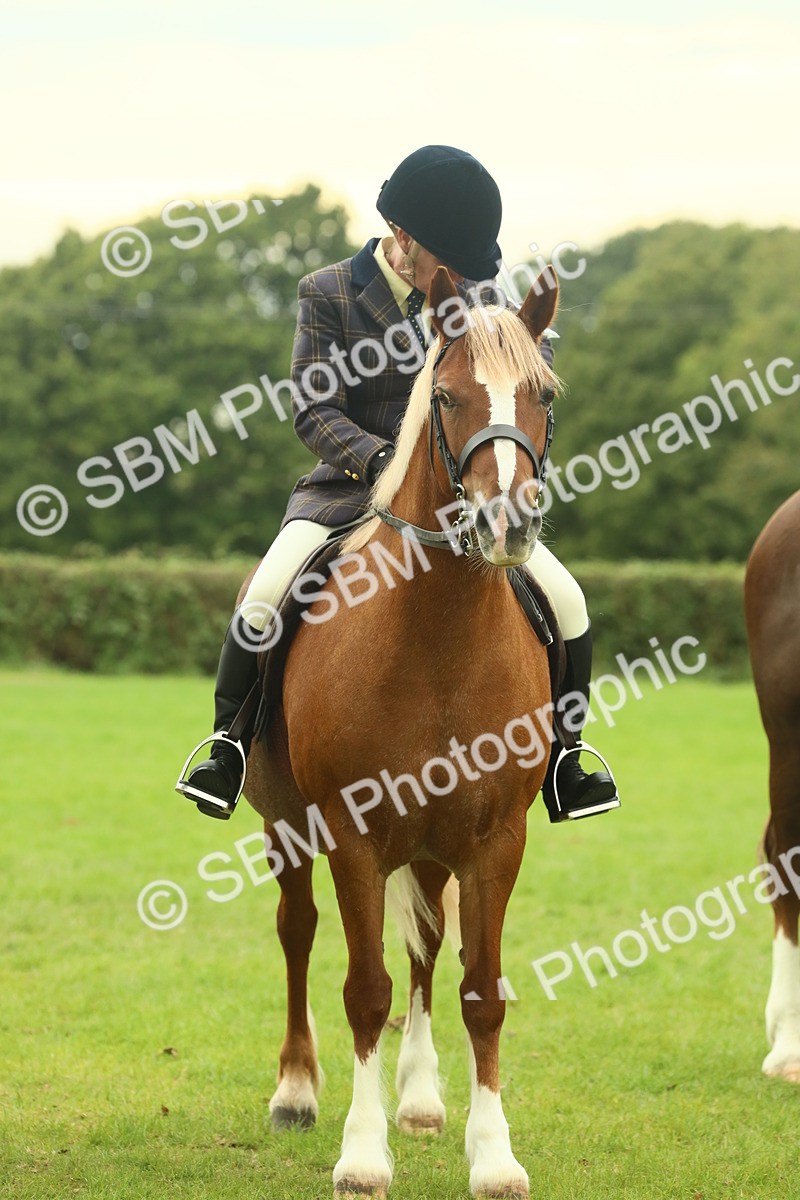 SBM_72219 - S60 - Mountain & Moorland Ridden Large Breeds