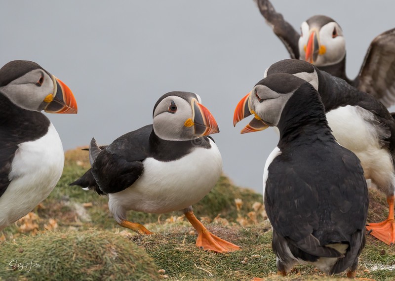 Puffen Fight 1 - Puffins