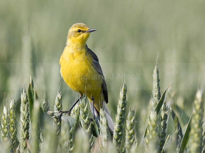Yellow Wagtail (Motacilla flava) - Yellow Wagtail (Motacilla flava)