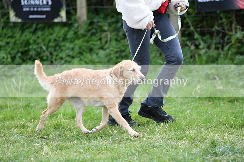 WJ5_9203 - Class 1 Best Cross Breed / Heniz 57