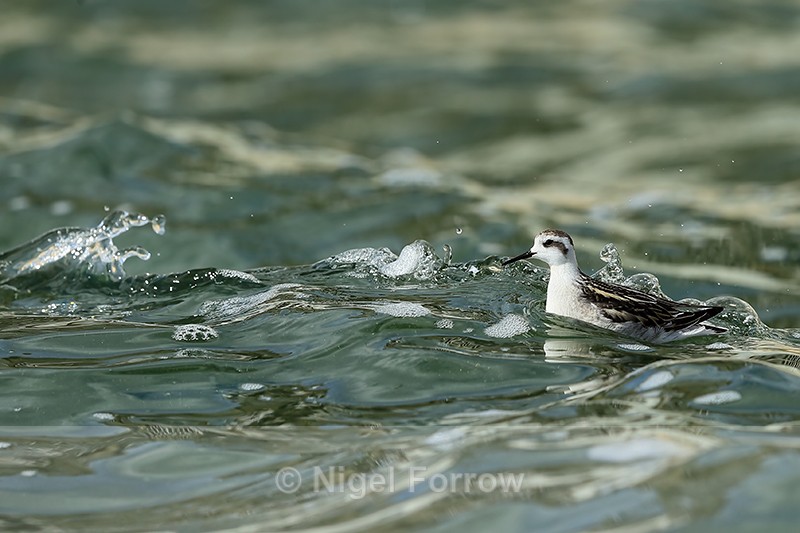 Red-necked Phalarope - rough water, Farmoor - Red-necked Phalarope