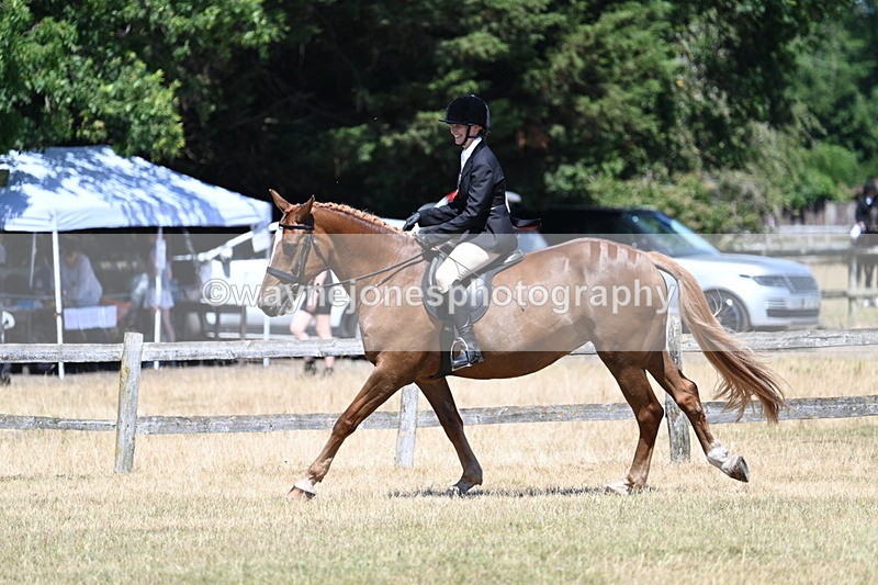 WJ7_3017 - Class 7 Riding Club Show Horse