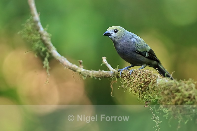 Palm Tanager, Costa Rica - Palm Tanager