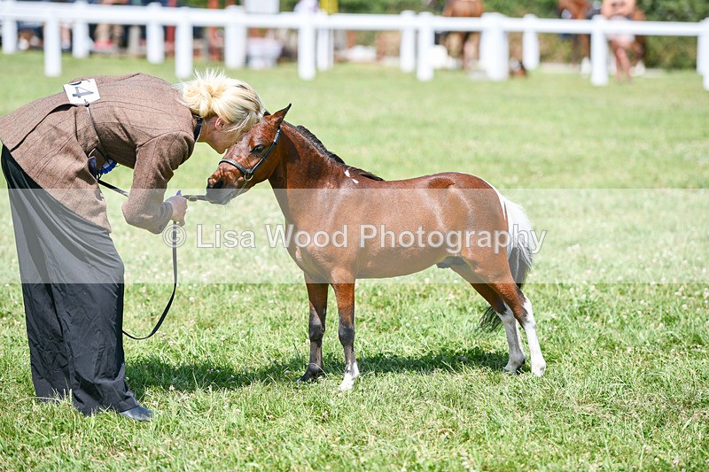 DSC_7283 - Miniature Horse Championship