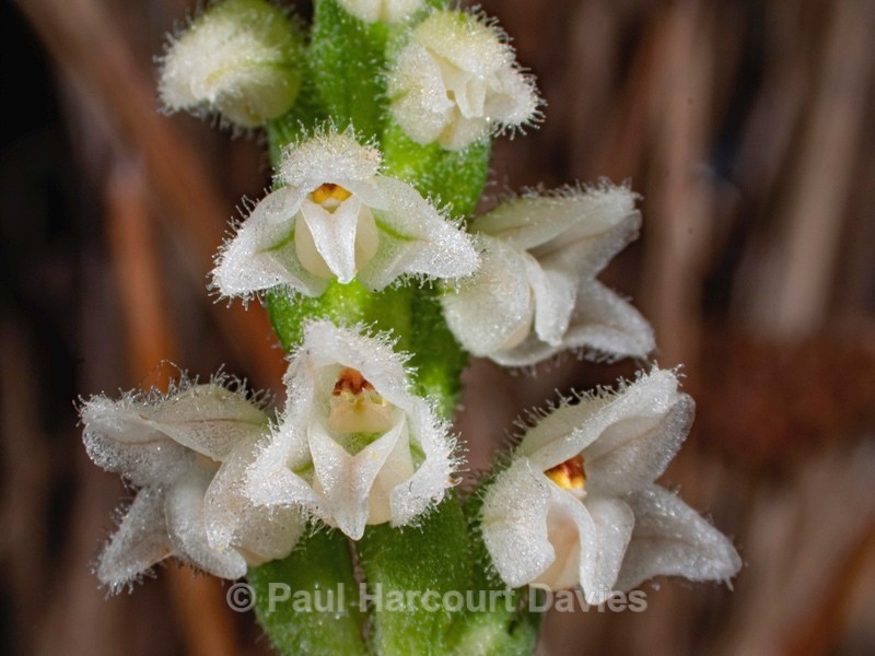 Creeping Ladies Tresses (Goodyera repens) - Wild Orchids 2020