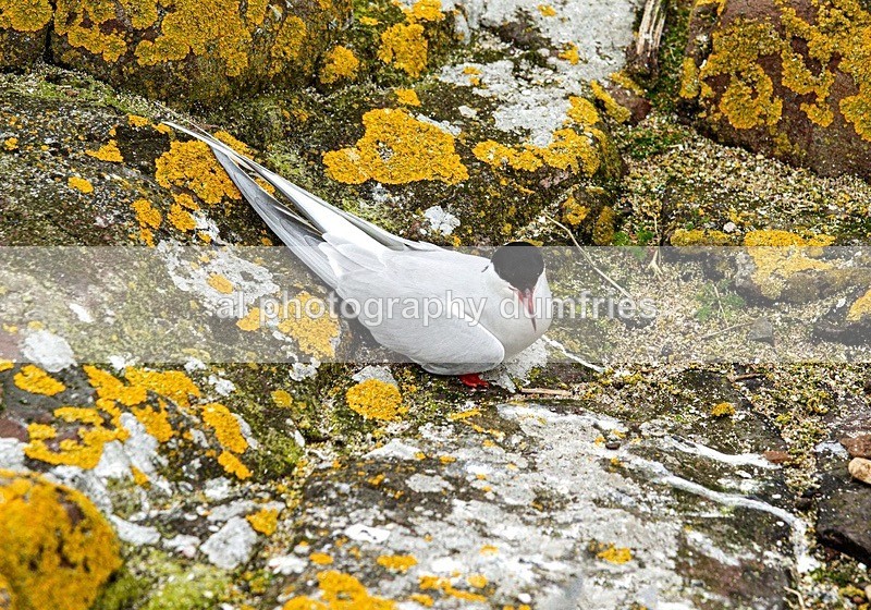 _CNP0880 - Farne Isles