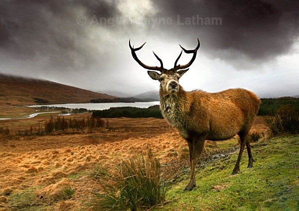 Monarch of the Glen - Highlands of Scotland
