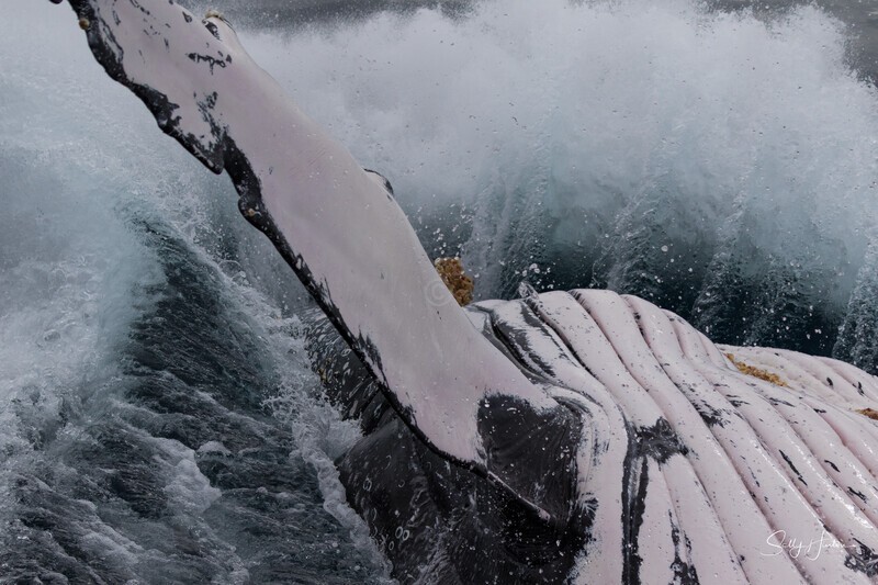 0A3A6974. 40 tonne splash 3 - 2023 Whale Photos