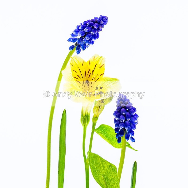 20160418-3K8A3353 - Plants & Flowers