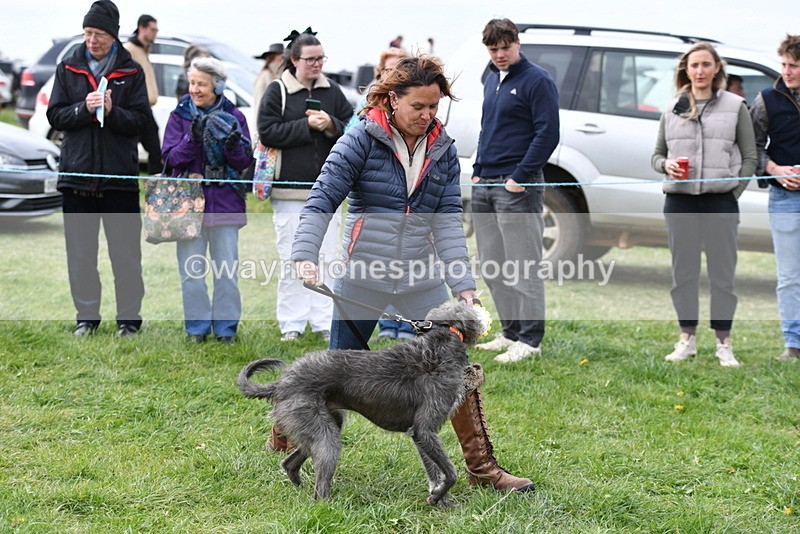 WJ5_9428 - Class 1 Best Cross Breed / Heniz 57