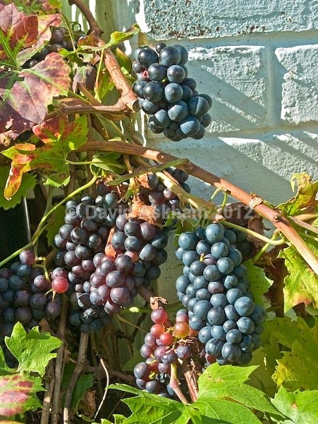 Grapes - Autumn