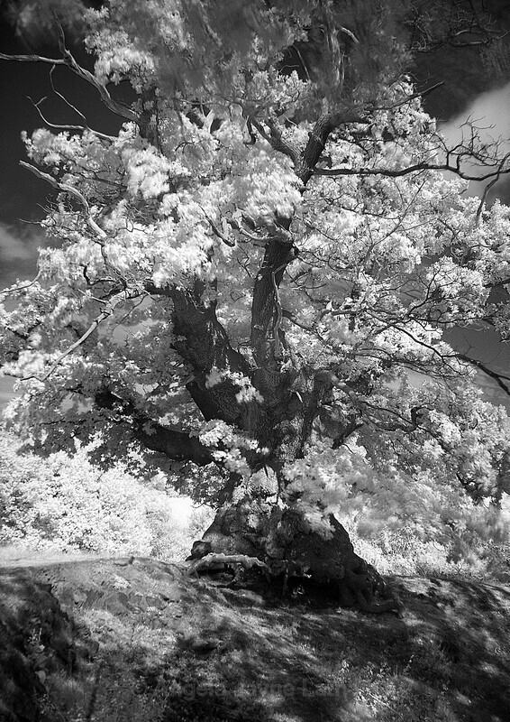 White Leaved Oak 1 - White Leaved Oak