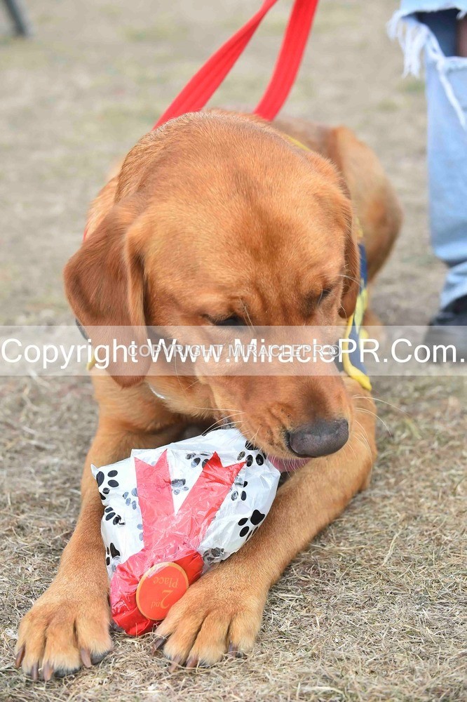 SH4_0154 - Dog show.