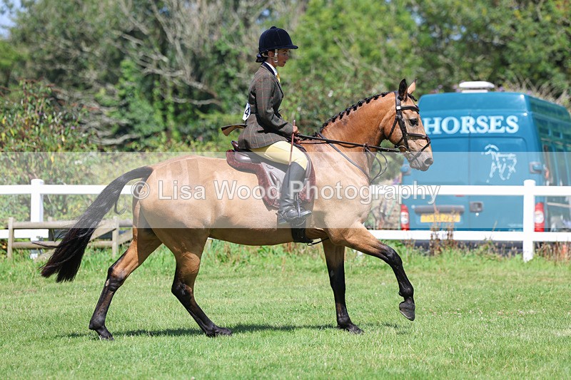 3E7A8955 - Class 6: Open Working Horse