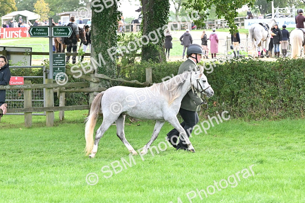 SBM_56911 - S45 - Coloured Pony In Hand