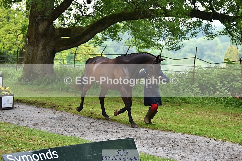 240522-164702-01152 - 220-BALLINAMURRA_FLARE_STAR-Mary_Mason